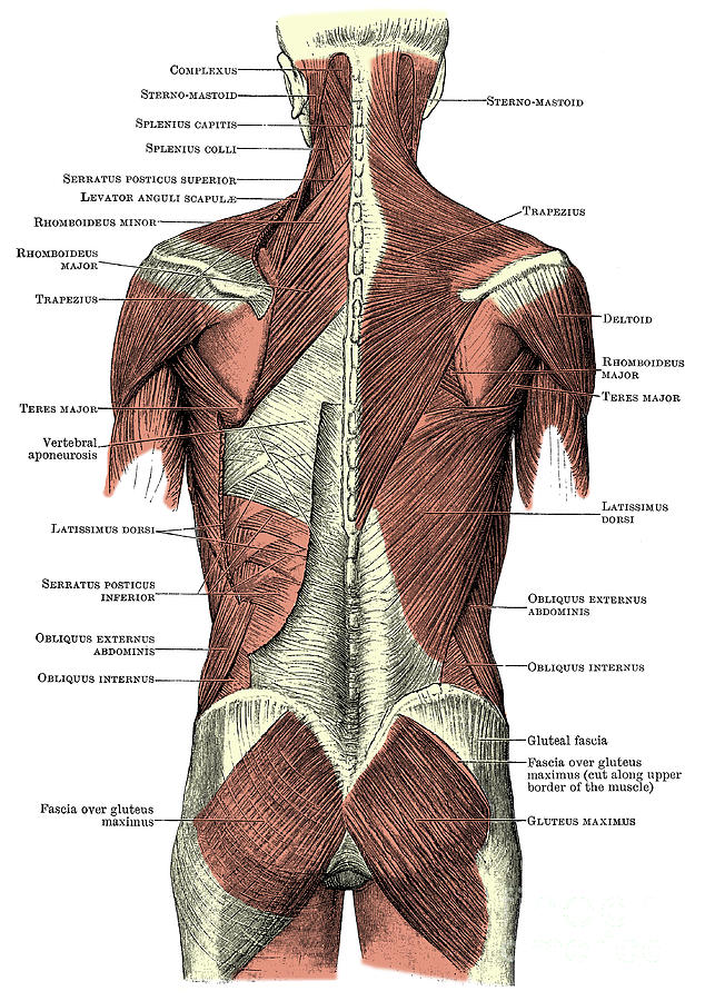 Back Muscles Photograph by Science Source