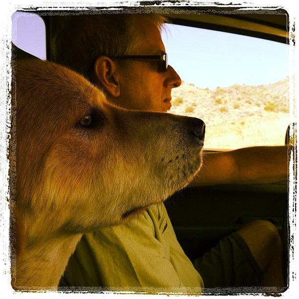 Animal Photograph - Back Seat Driver by Gary Krejca