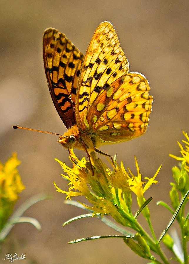Yellowstone National Park Photograph - Backcountry Butterfly LE by Greg Norrell