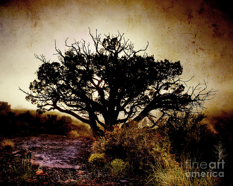 Arizona Photograph - Backlight IV by Arne Hansen