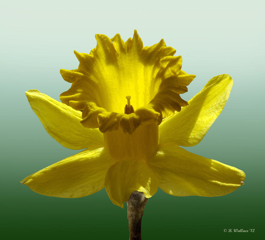 Backlit Daffodil Photograph by Brian Wallace