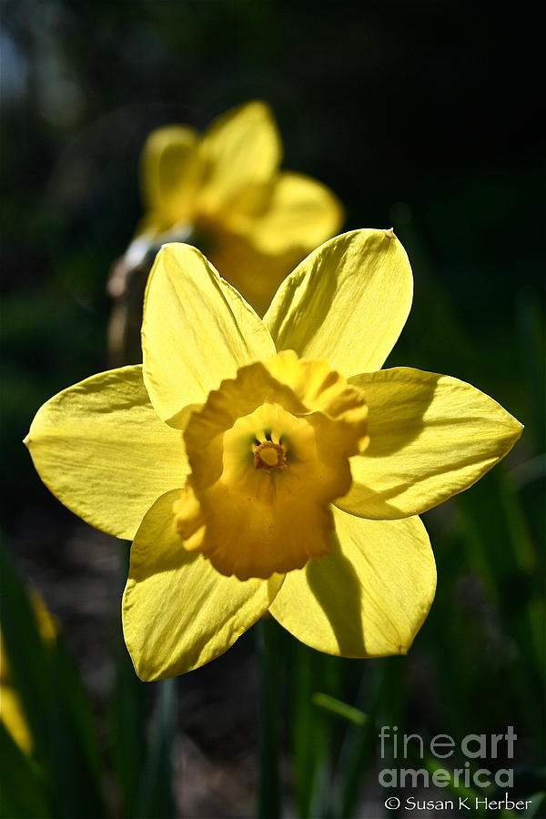 Backlit Daffodil Photograph by Susan Herber