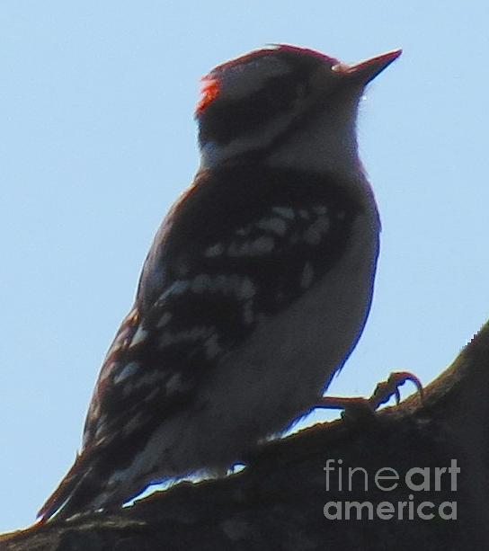 Woodpecker Photograph - Backlit Downy by Rrrose Pix