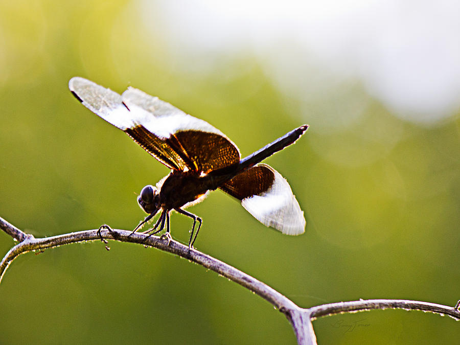 Backlit Dragonfly Photograph by Barry Jones