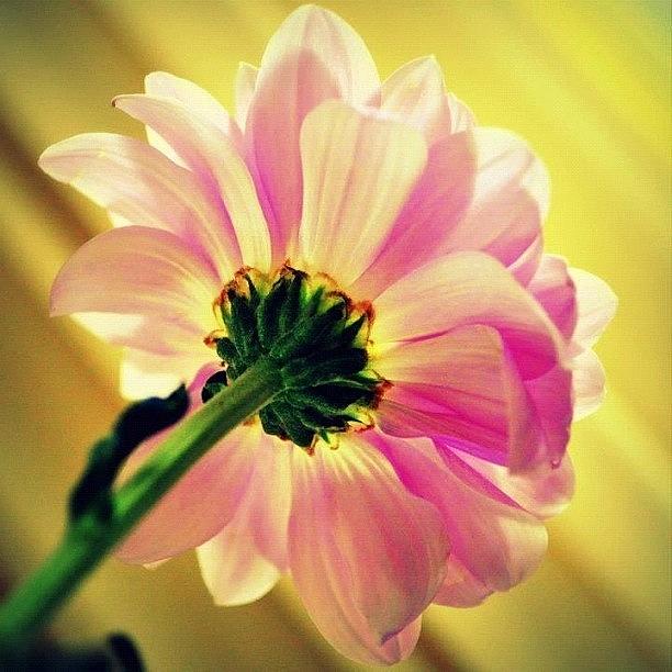 Backlit Flower Photograph by Nerys Williams