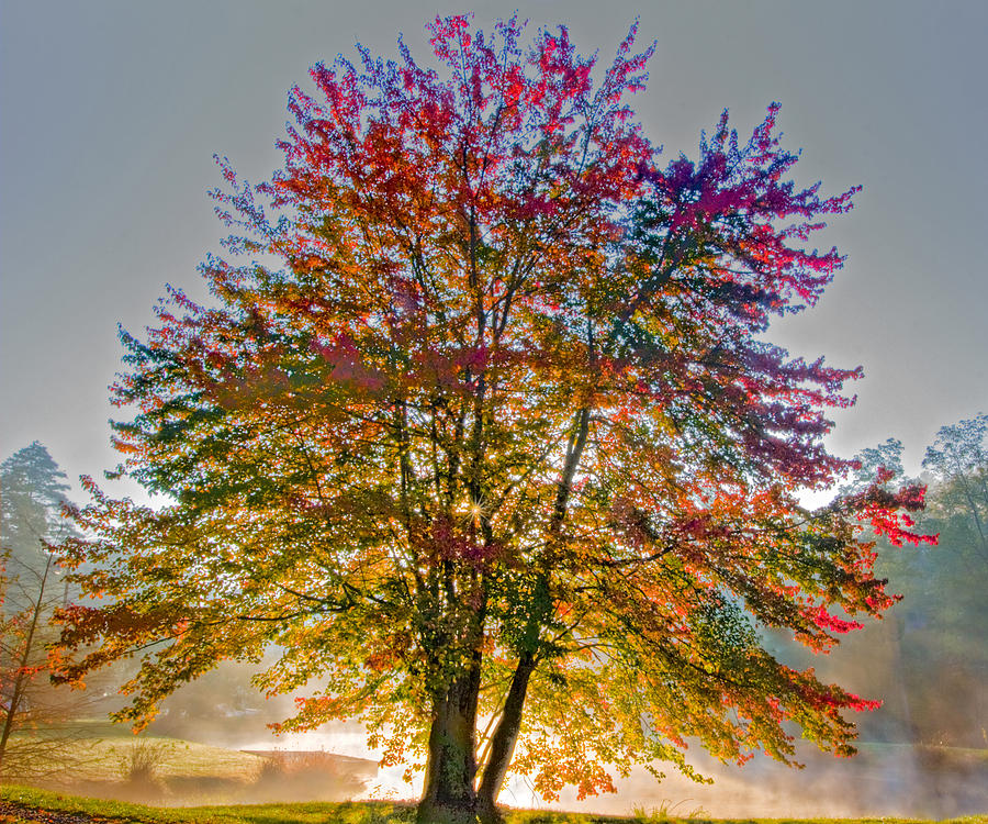 Backlit Maple in Autumns Light Photograph by Rob Travis