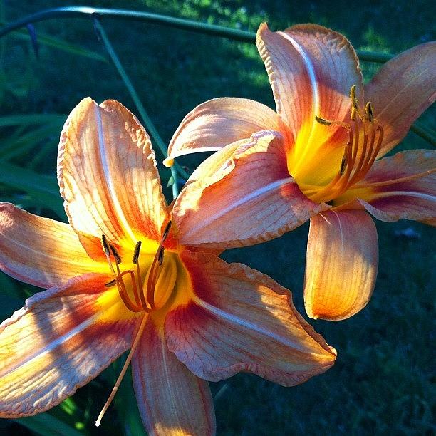 Flower Photograph - Backlit Orange Lilies. #flowers by Jim Spencer