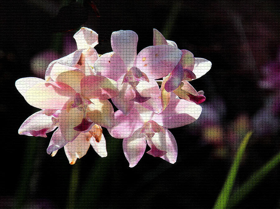 Backlit Orchids Photograph by Rosalie Scanlon