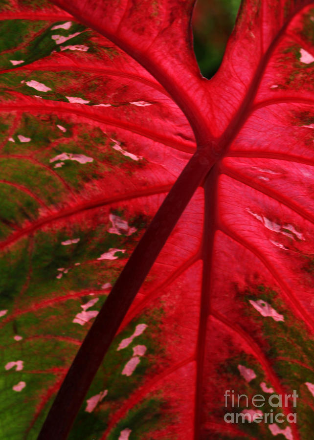 Backlit Red Leaf Photograph by Sabrina L Ryan