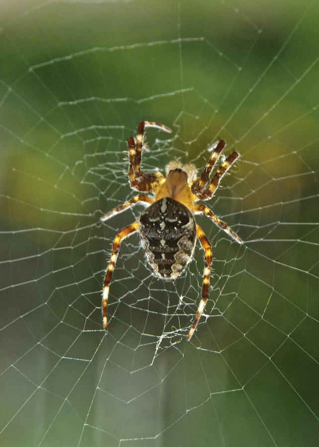 Backlit Spider Photograph by Michael Peychich