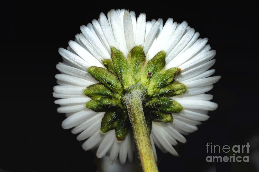 Backside of a daisy flower Photograph by Mats Silvan