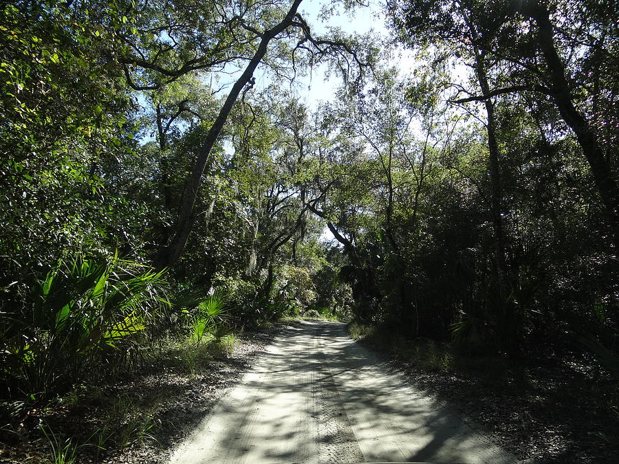 Backwoods Trail Photograph by John Koehler - Fine Art America