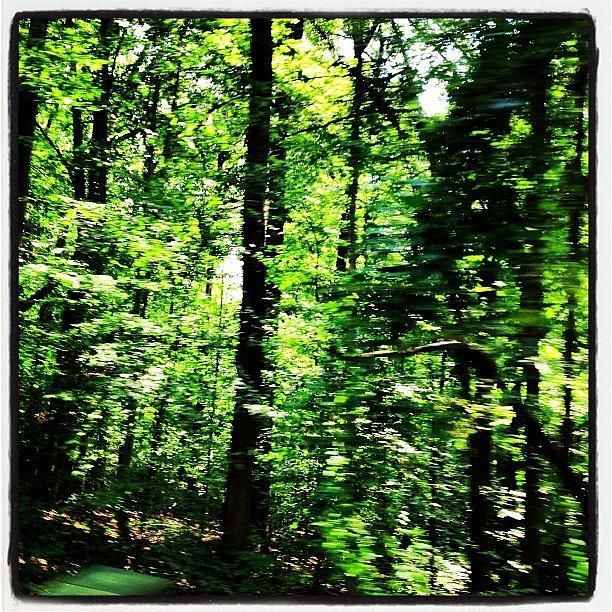 Nature Photograph - #backwoods #woods #oaktree #forest by Alicia Greene