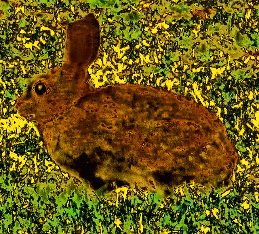 Backyard Bunny Photograph by Steve Fields