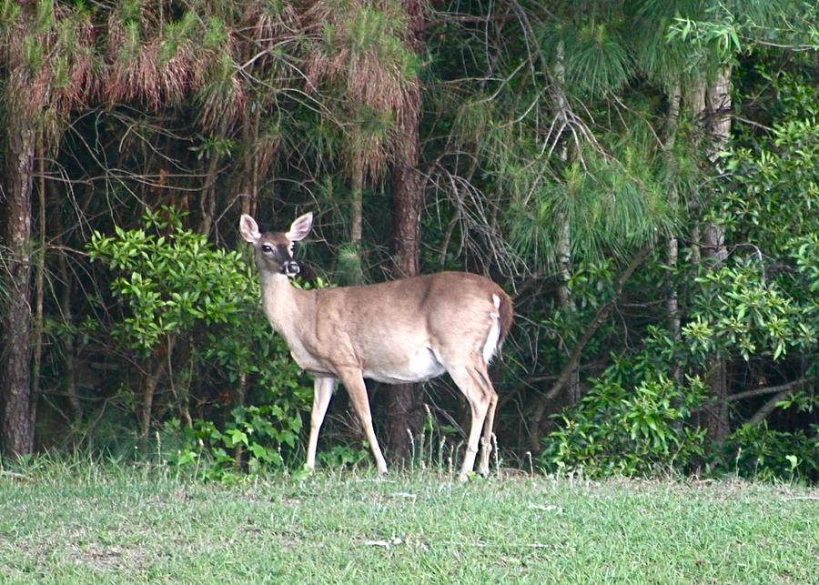 Backyard Deer Photograph by Jeanne Juhos