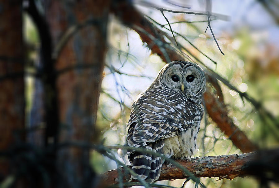 Backyard Owl Photograph by Don Wolf