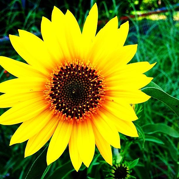 Sunflower Photograph - Backyard Sunflower #sunflower #camera+ by Lisa Thomas