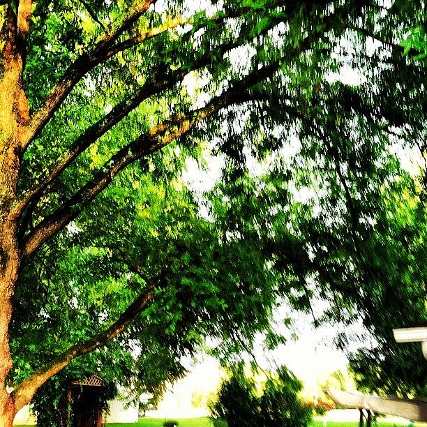 Summer Photograph - Backyard Tree by Lori Lynn Gager