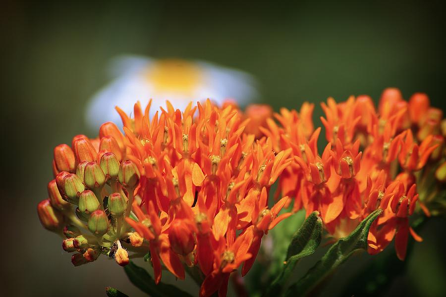 Bacon and Eggs - Butterfly Weed and Daisy Photograph by Scott Hovind