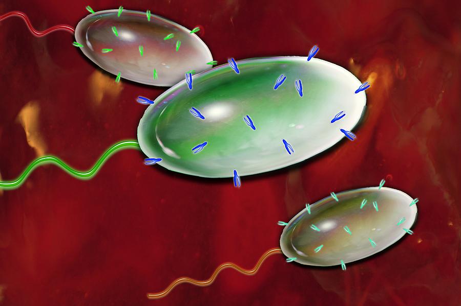 Bacteria Photograph - Bacteria, Artwork by Gombert, Sigrid