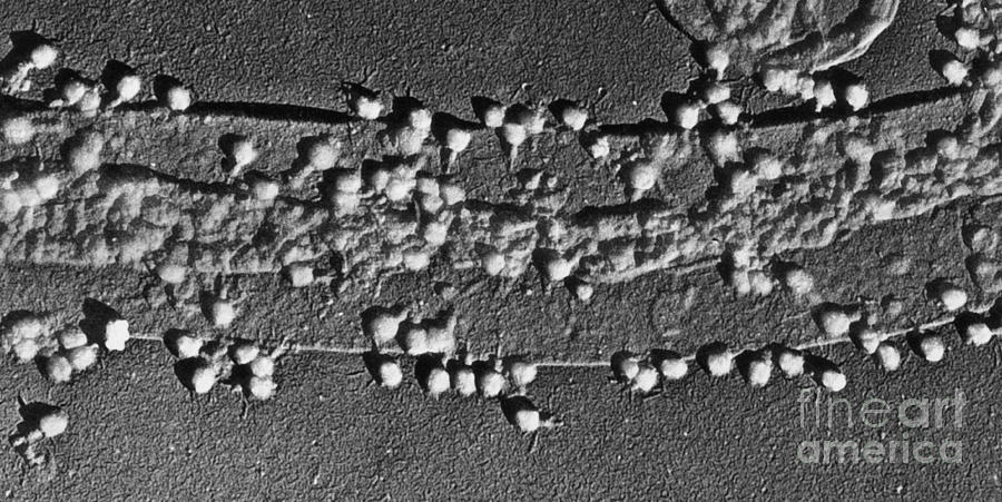 Bacteria On A Cell Wall Photograph by Omikron