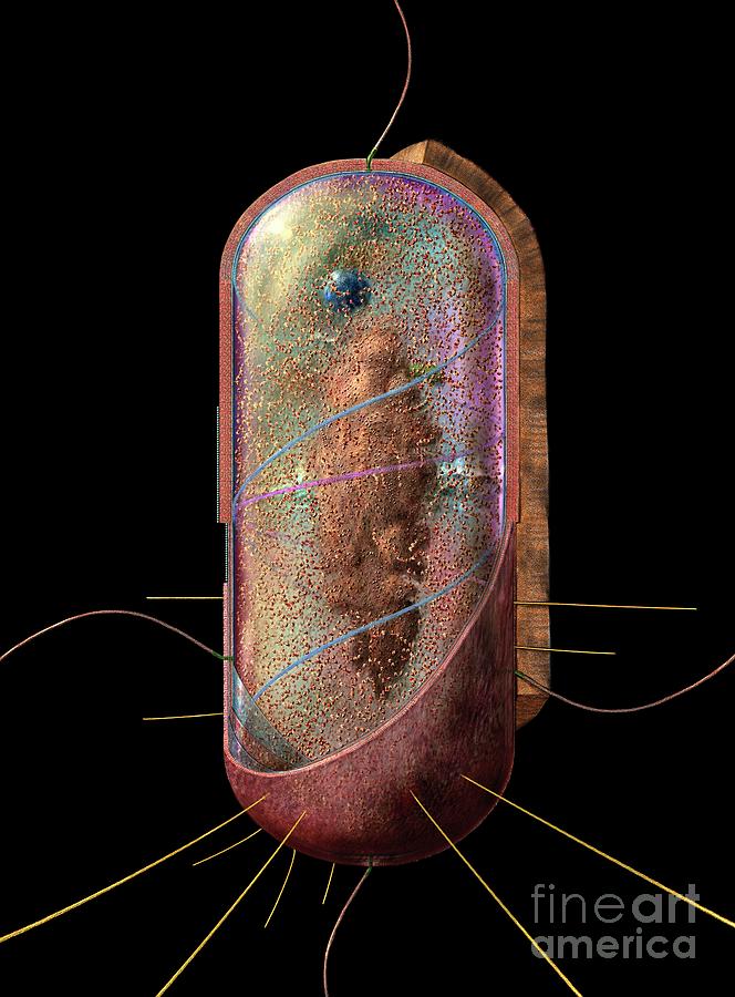 Bacterial Cell Generalised Digital Art by Russell Kightley