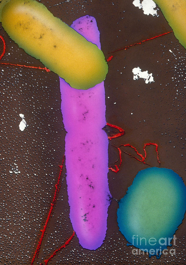 Science Photograph - Bacterial Conjugation, Tem by Anderson / Omikron