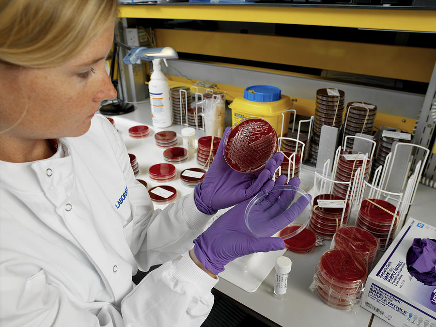 Petri Dish Photograph - Bacterial Contamination Tests by Tek Image