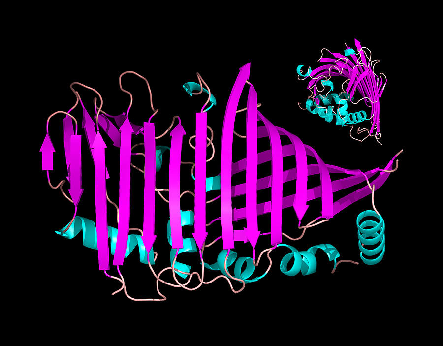 Bacteriochlorophyll-containing Protein Photograph By Laguna Design