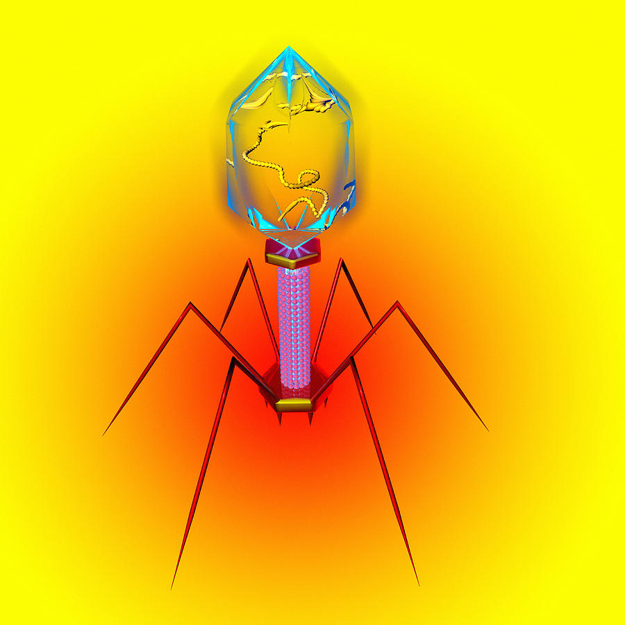 Bacteriophage Photograph By Mehau Kulyk - Fine Art America