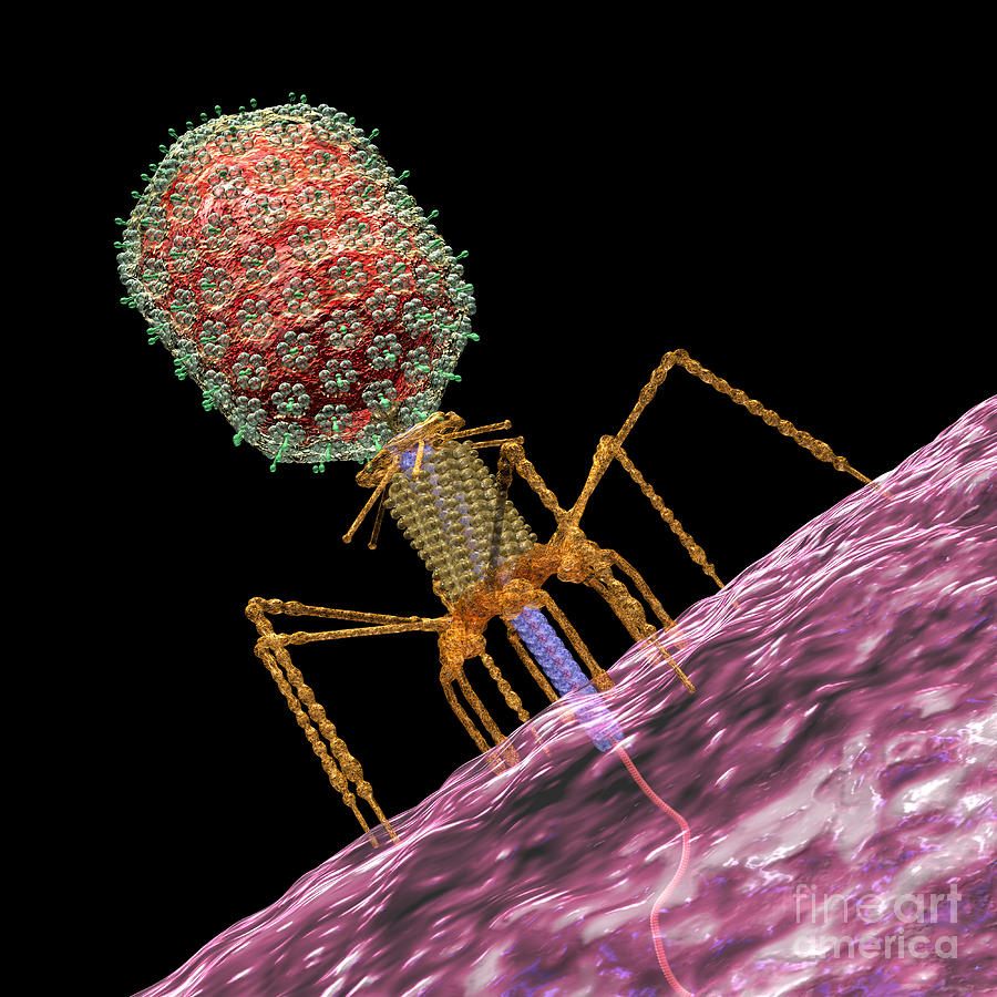 Bacteriophage T4 Injecting Digital Art by Russell Kightley