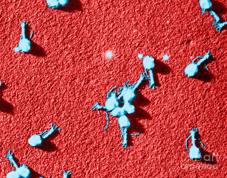 Medical Photograph - Bacteriophage T4, Tem by Omikron