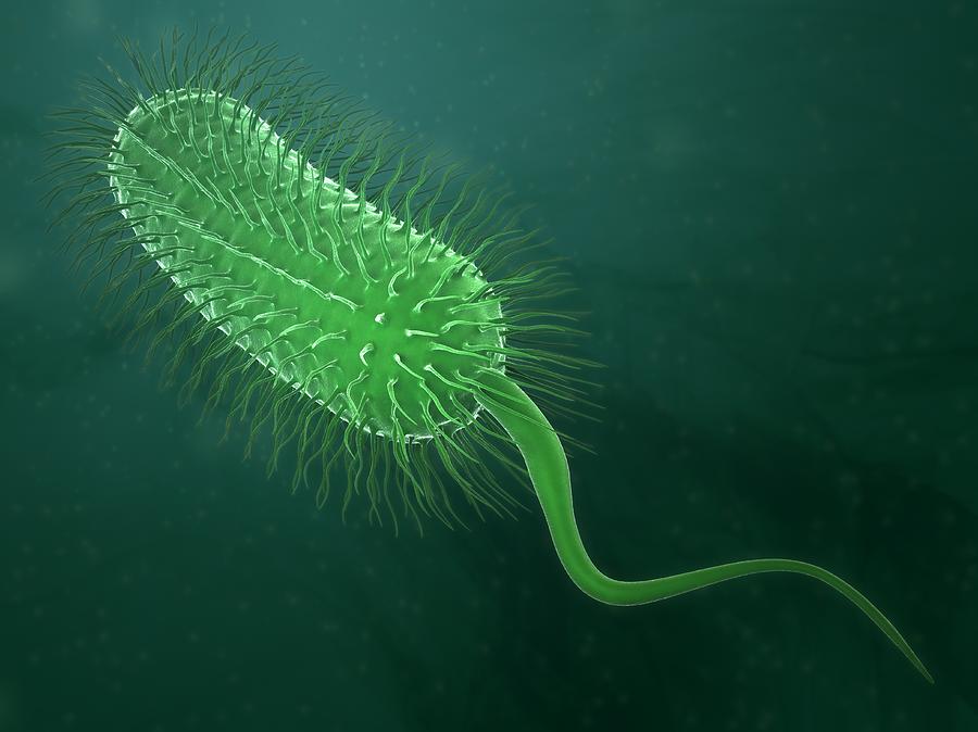 Bacterium, Artwork Digital Art by Andrzej Wojcicki