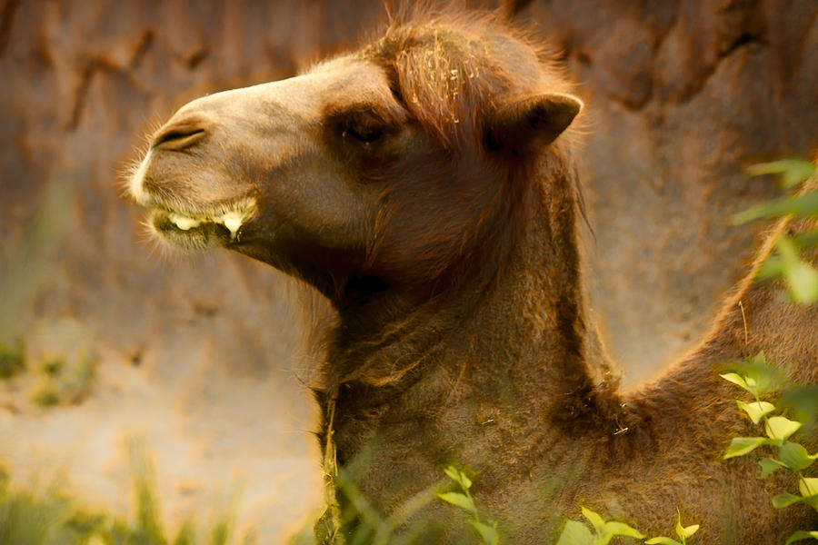 Bactrian Camel Photograph by Linda Tiepelman