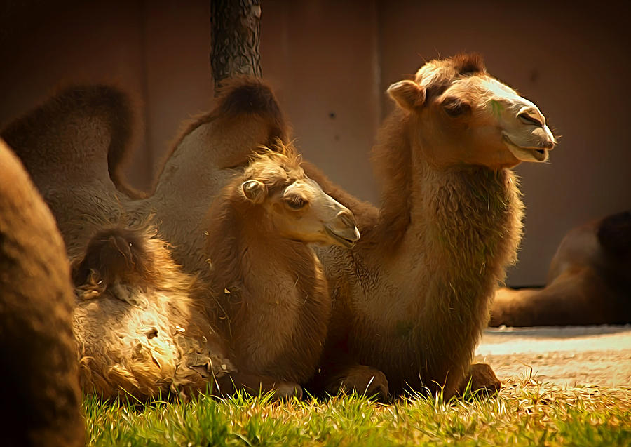 Bactrian Camels Photograph by Linda Tiepelman