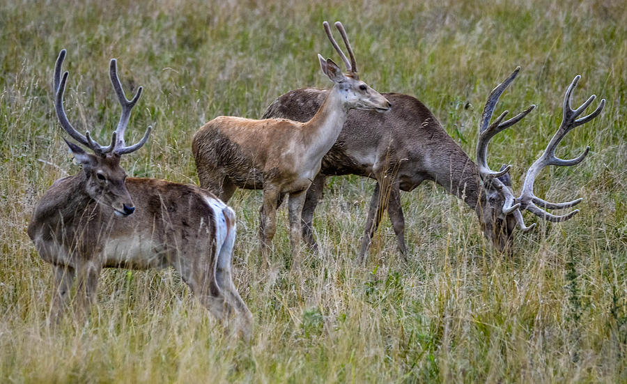 Bactrian Deer Photograph By Brian Stevens - Pixels