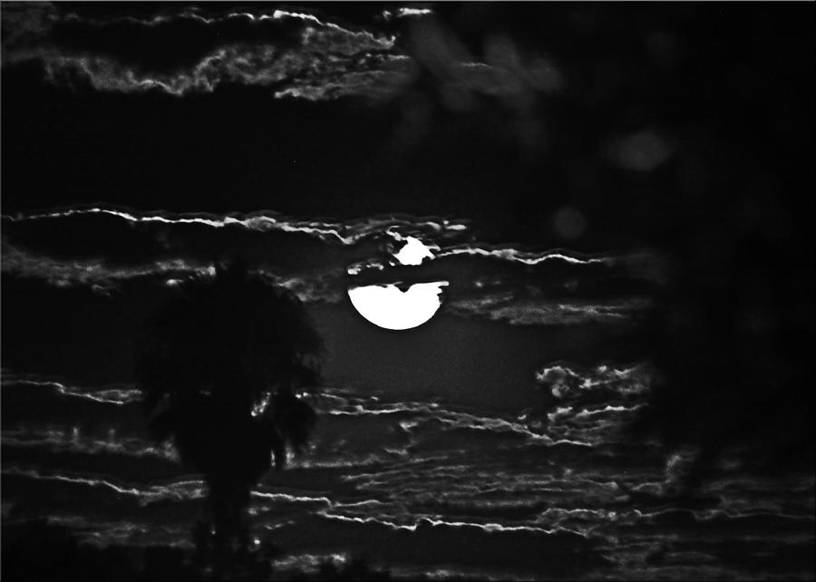 Tree Photograph - Bad Moon Rising by Chet King