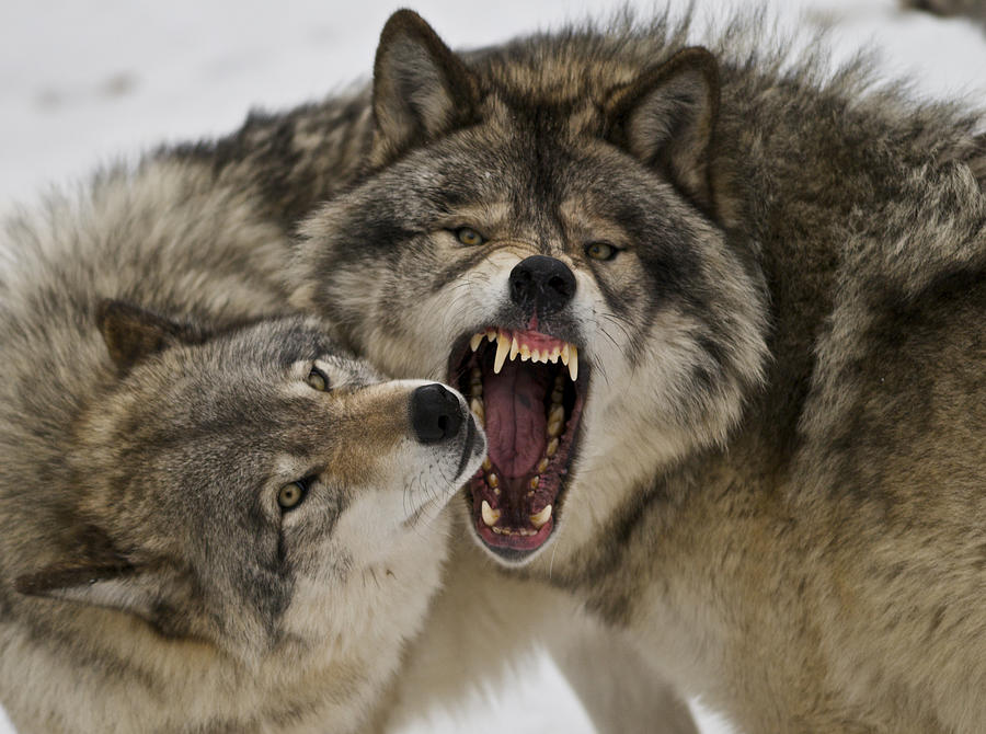 Bad timber wolf day Photograph by Rawimage Photography