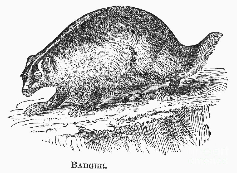 Badger, 1873 Photograph by Granger