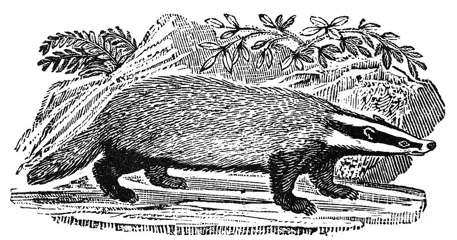 Badger Drawing by Granger