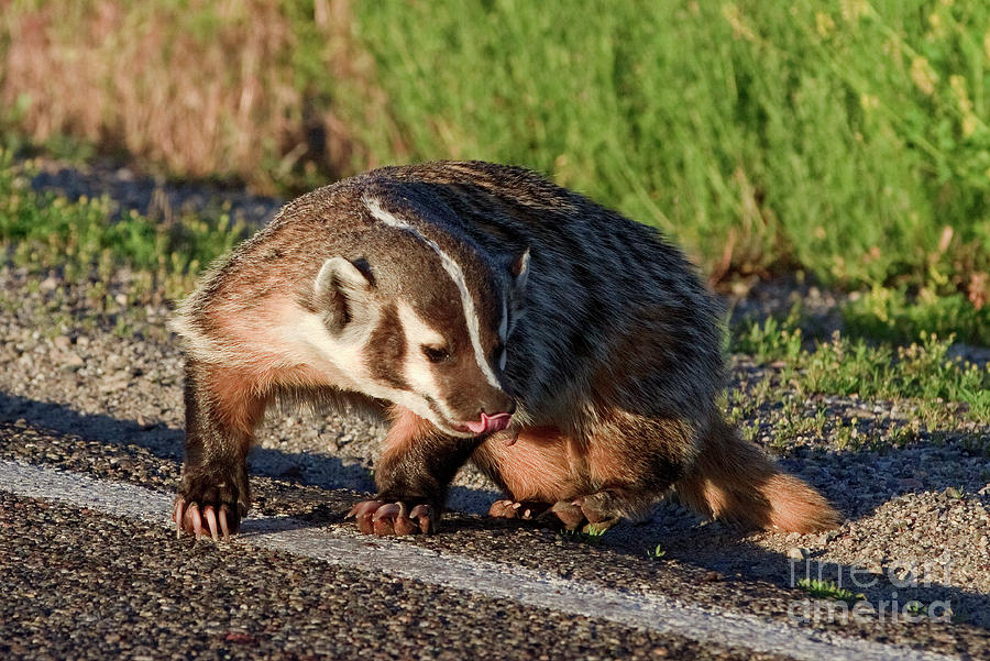 Badger looking for food Photograph by Rodney Cammauf