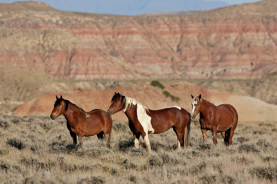 Badland Mustangs Photograph by D Robert Franz