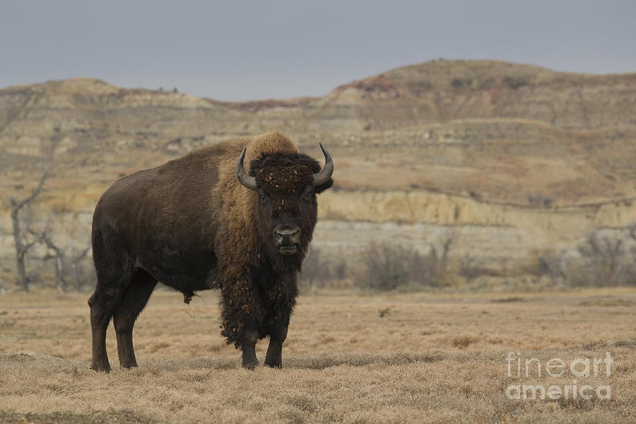 Badlands Bison Photograph by Tammy Wolfe - Pixels