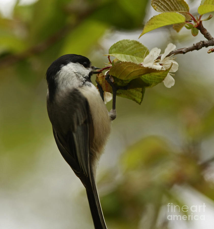 Chickadee Photograph - Balancing Act- Black Capped Chickadee on Flower Blossom by Inspired Nature Photography Fine Art Photography