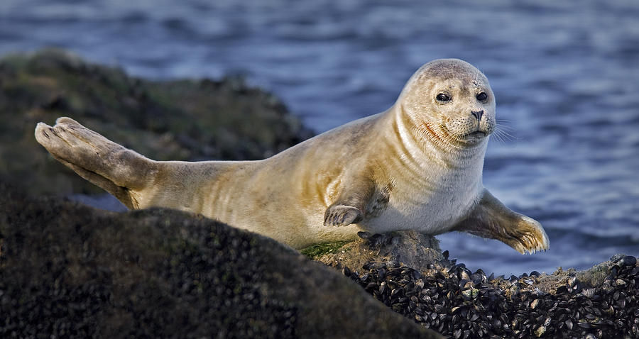 Animal Photograph - Balancing Act by Susan Candelario