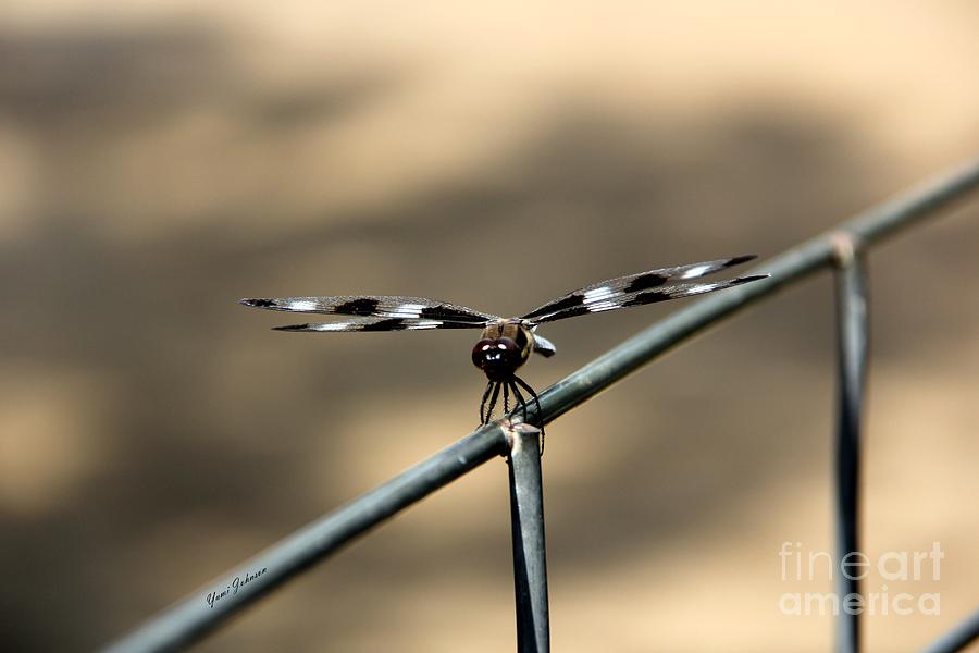 Balancing Dragonfly Photograph by Yumi Johnson