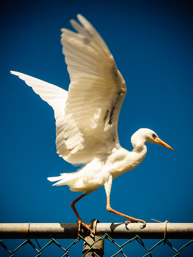 Balancing Egret by Daniel Marcion Balancing Egret by Daniel Marcion