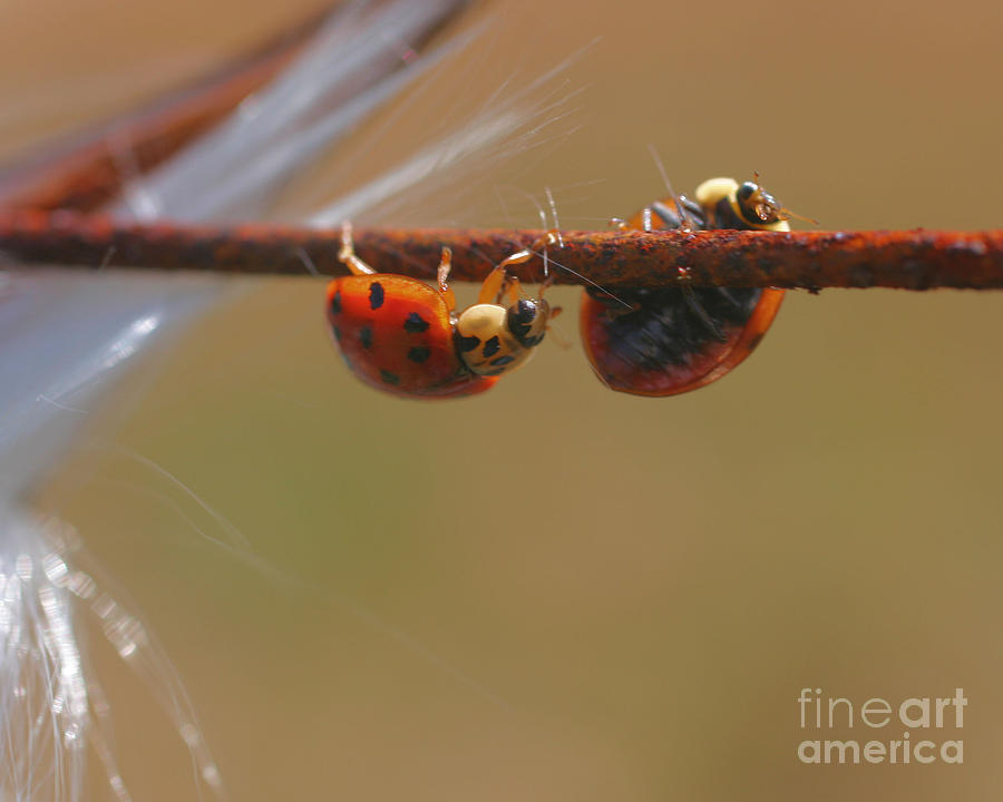 Balancing Ladybugs Photograph by Smilin Eyes Treasures