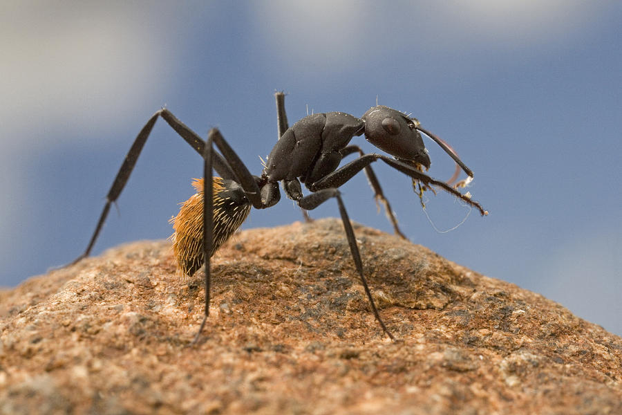 Balbyter Ant Cleaning Its Antennae Photograph by Piotr Naskrecki