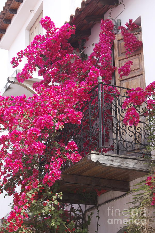 Balcony in Bloom Photograph by Yvonne Ayoub
